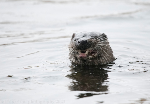 Otter Aberdeen 30-12-23 