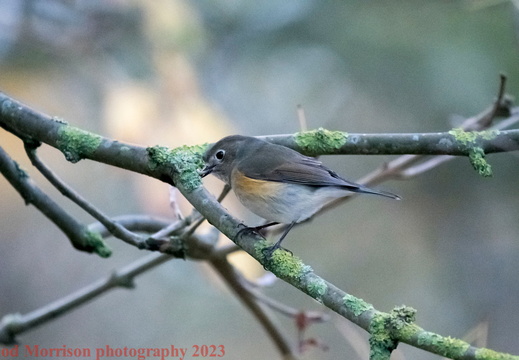 Red-flanked Bluetail Aberdeen 2-11-23 