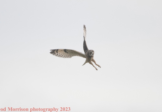 Short Eared Owls  Aberdeen 16-11-23 